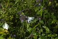 green-veined white, butterfly-1